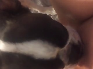 Dog Fuck Tern