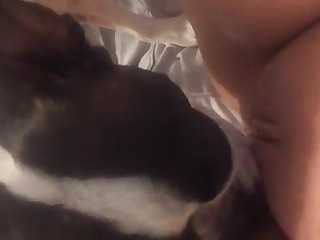 Dog Fuck Tern