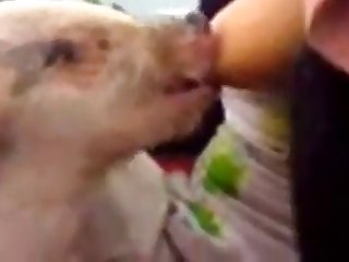 Woman Fuck Dog Video