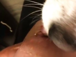 Fuck Girl After Dog