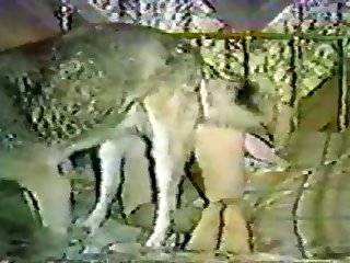 Great Dane Dog Fuck