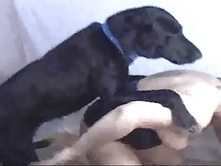 Threesome Fuck With Dog