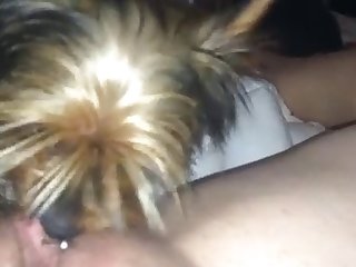 Dog Fuck Lick