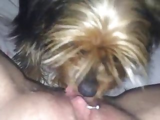 Dog Fuck Lick