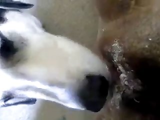 Harley Quinn Fuck By Dog