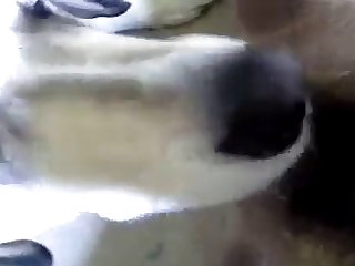 Harley Quinn Fuck By Dog