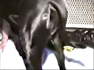 Guy Fuck Dog Story