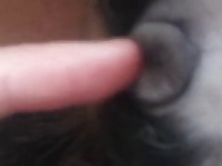 Dog Fuck Cat Video