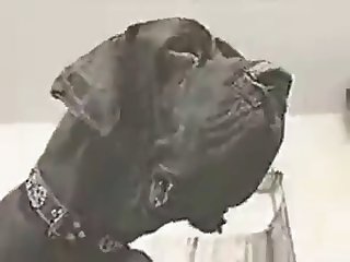 Woman Squirts From Dog Fuck