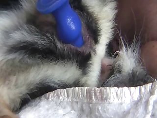Ferret